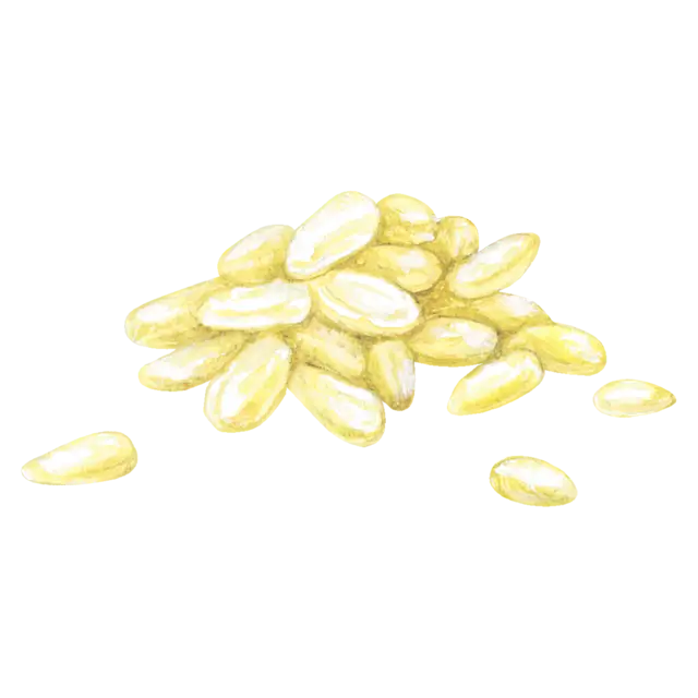 松の実のイラスト