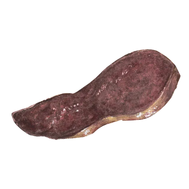 豚レバーのイラスト