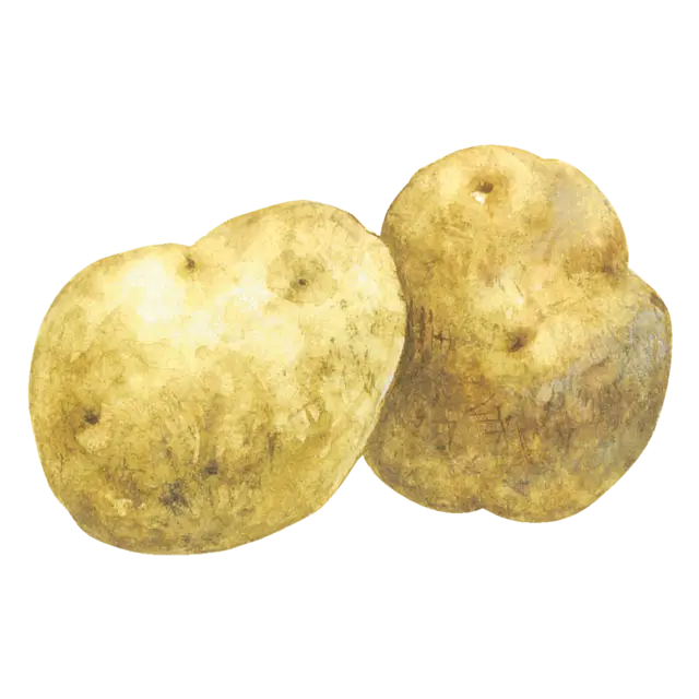 じゃがいものイラスト