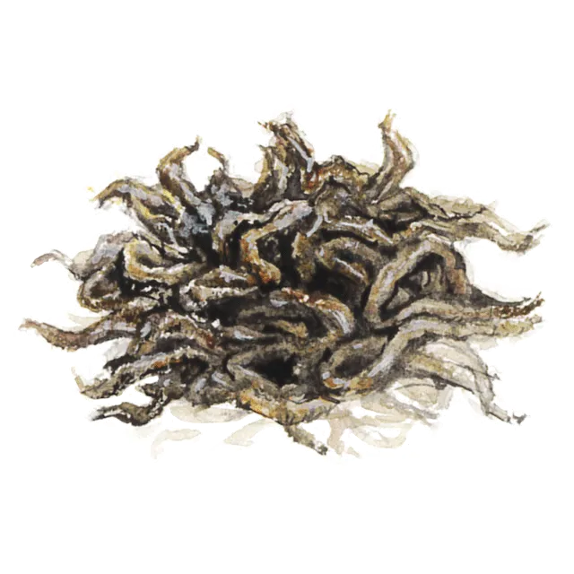 プーアール茶のイラスト