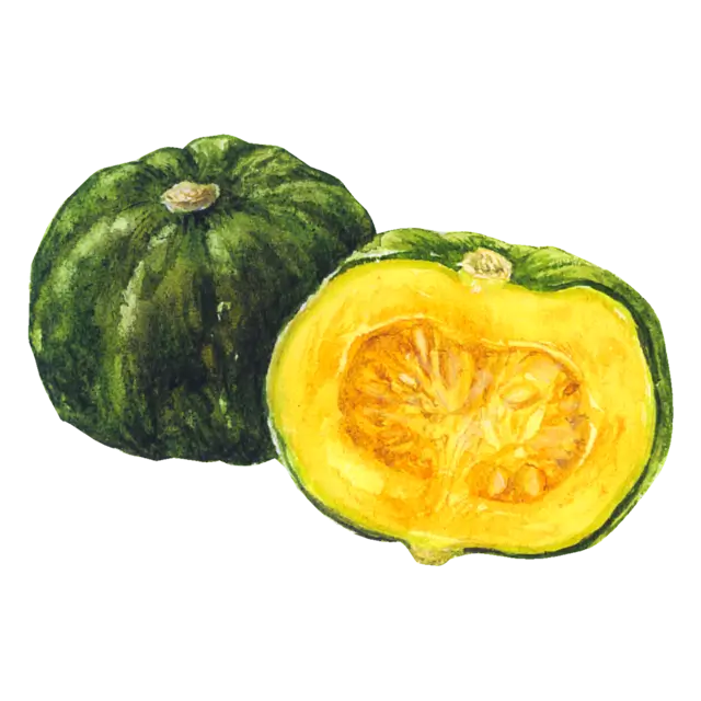 かぼちゃのイラスト