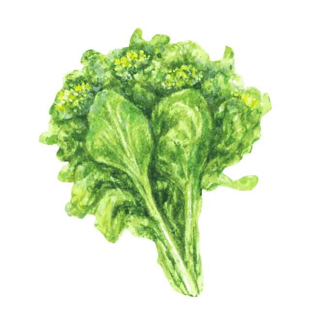 菜の花のイラスト