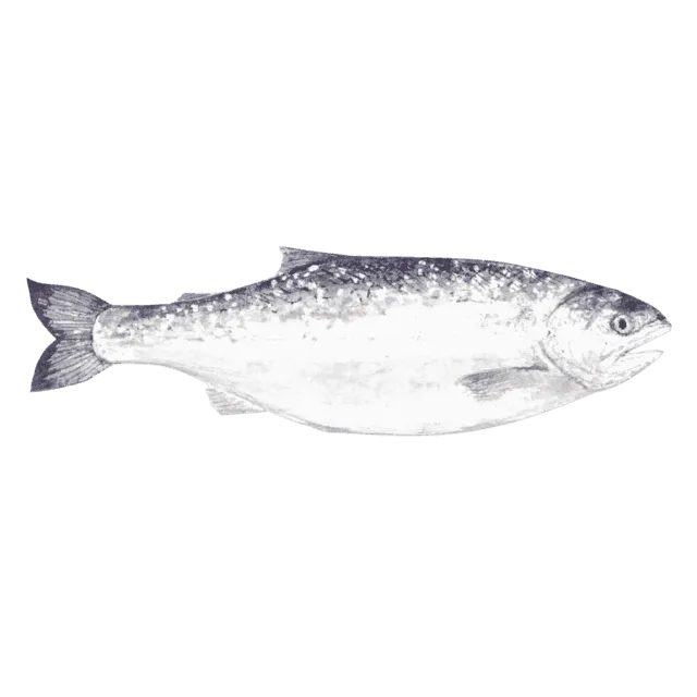 鮭のイラスト