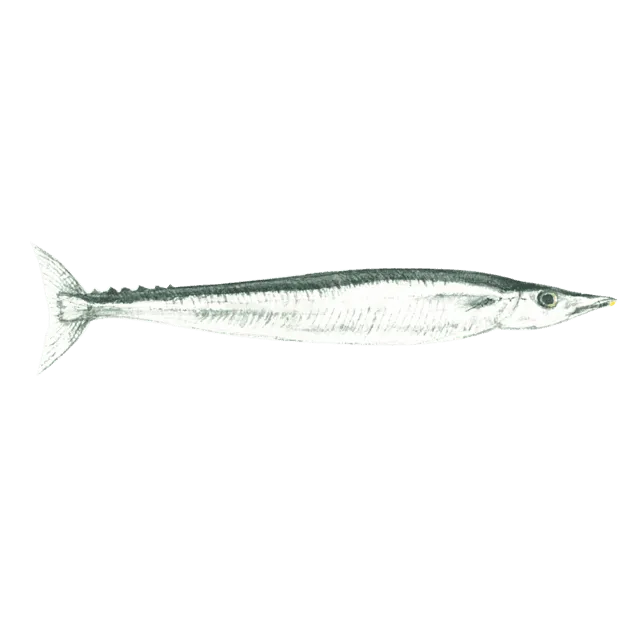 さんまのイラスト