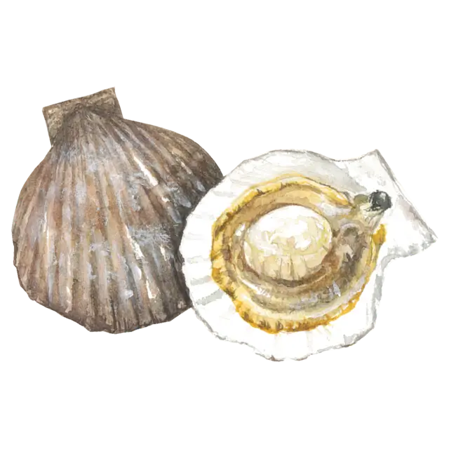 ほたて貝のイラスト