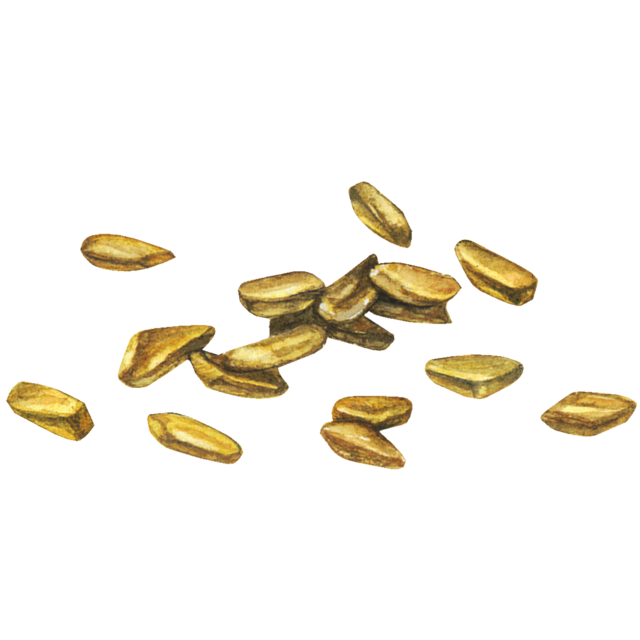 ハブ茶（決明子）のイラスト