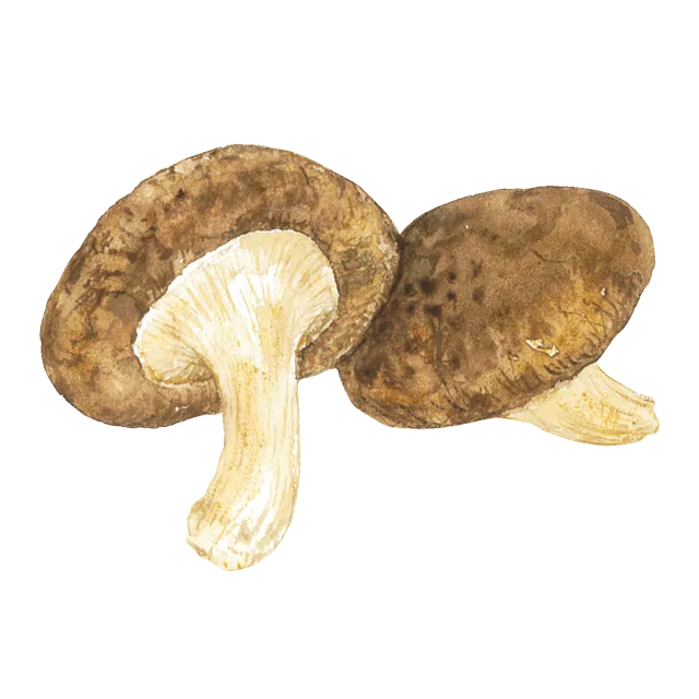 しいたけのイラスト