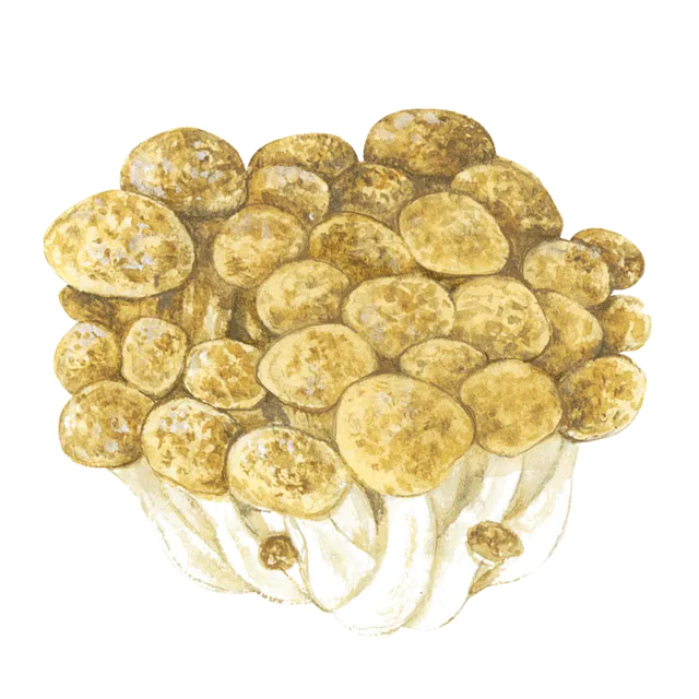 >しめじのイラスト