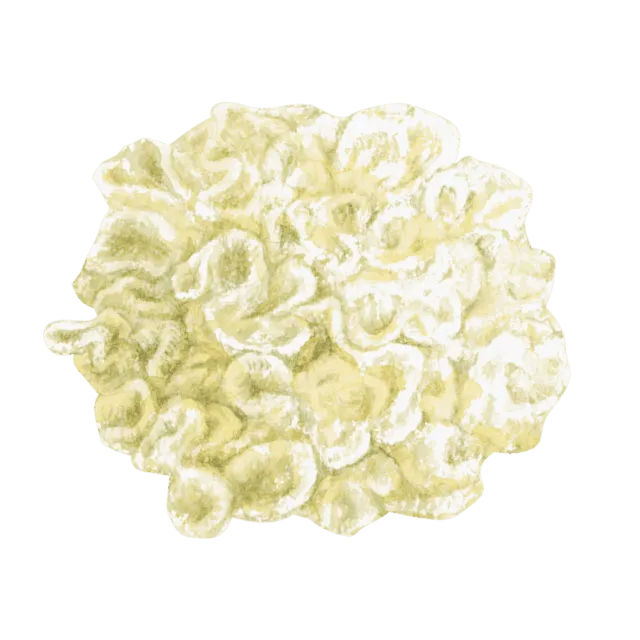 白きくらげのイラスト