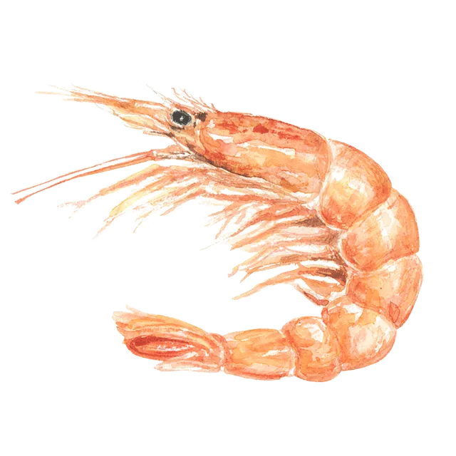 えびのイラスト