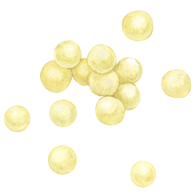 大豆のイラスト