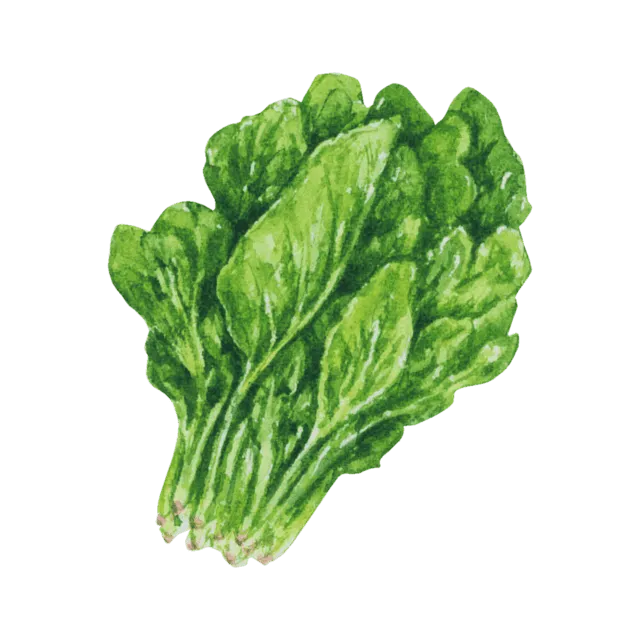 ほうれん草のイラスト