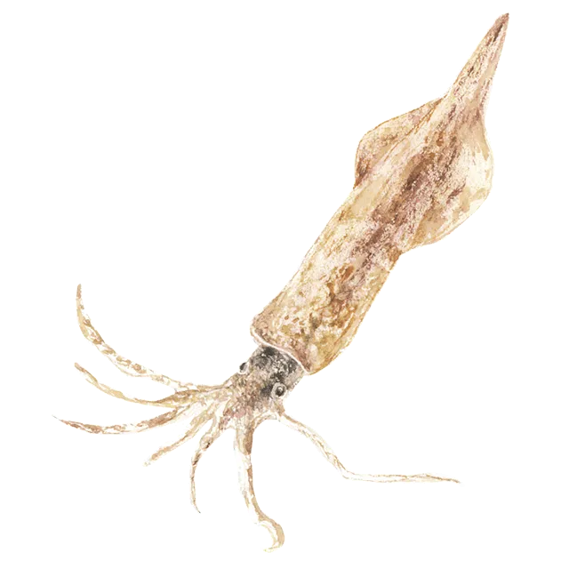 いかのイラスト