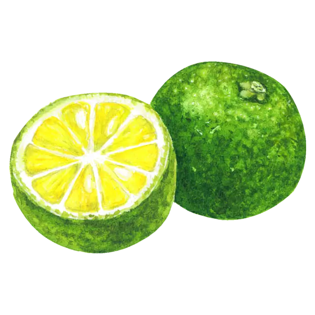 すだちのイラスト