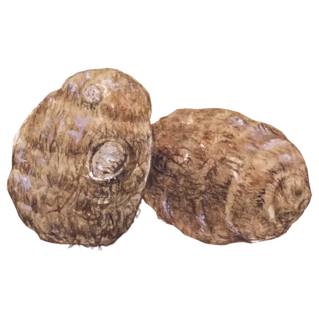 さといものイラスト