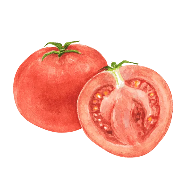 トマトのイラスト