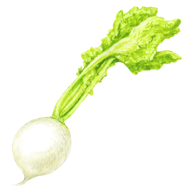 かぶのイラスト