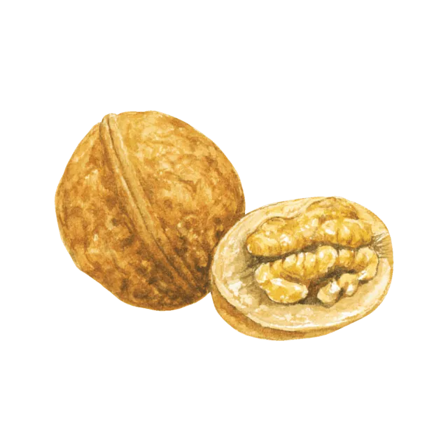 くるみのイラスト