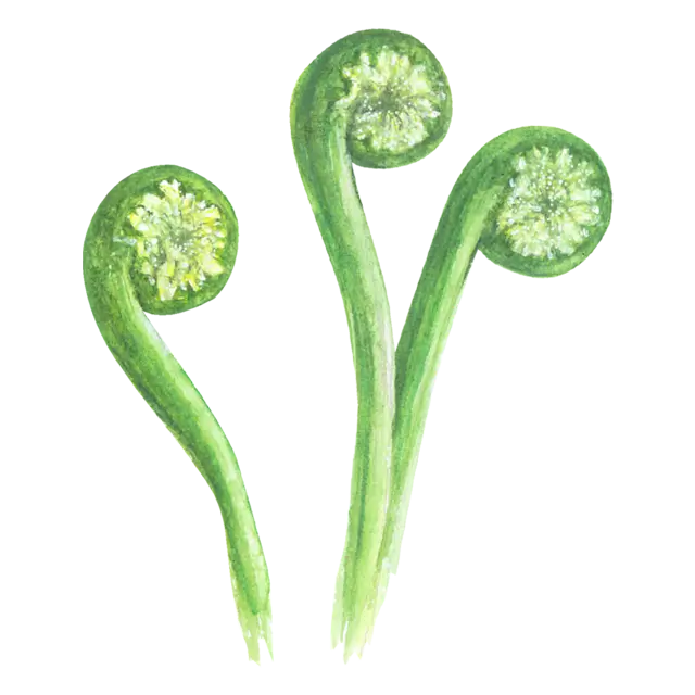 わらびのイラスト