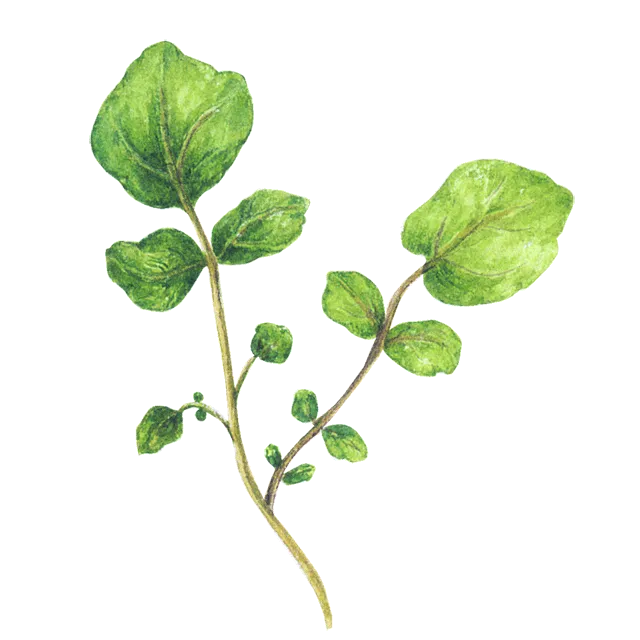 クレソンのイラスト