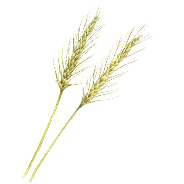 小麦のイラスト