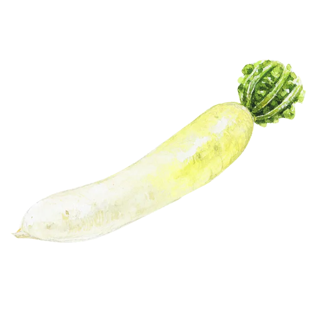 大根のイラスト