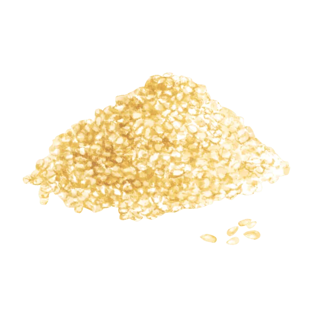 白ごまのイラスト