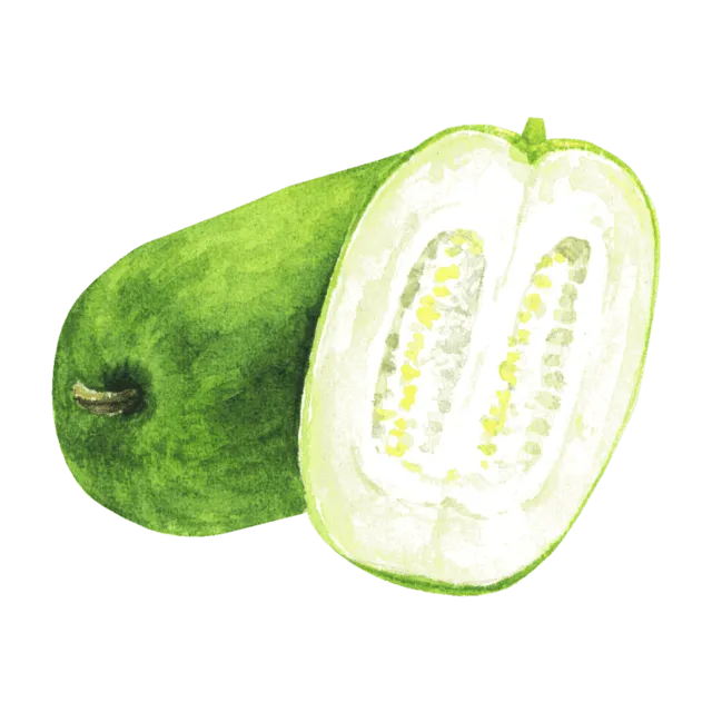 とうがんのイラスト