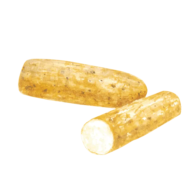 山芋のイラスト