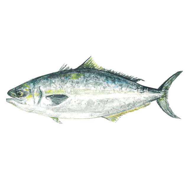 ぶりのイラスト