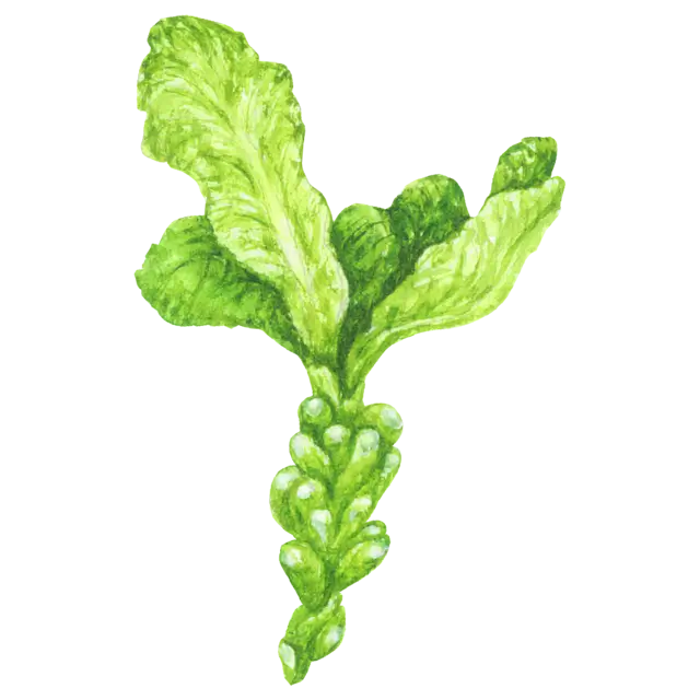 ザーサイのイラスト