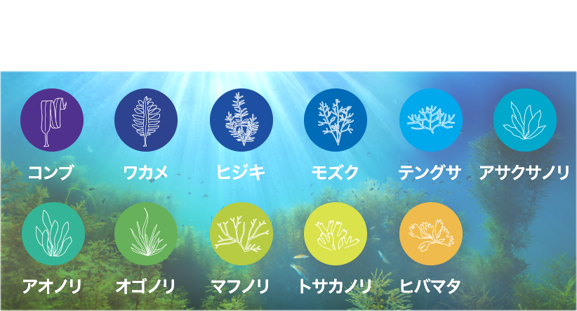 11種類の海藻成分 ※1 コンブ ワカメ ヒジキ モズク テングサ アサクサノリ アオノリ オゴノリ マフノリ トサカノリ ヒバマタ