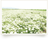 トウキ栽培地（中国・吉林省）