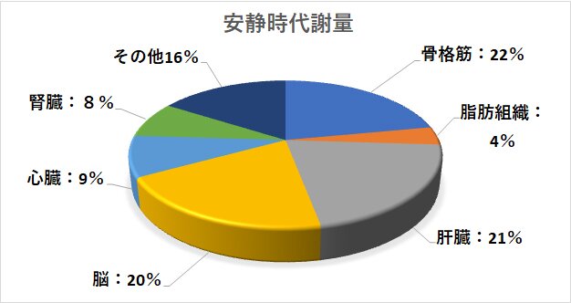 基礎代謝量と筋肉量の関係 筋肉を増やすだけではだめ 必要なエネルギーの目安 脂肪燃焼コラム コッコアポ クラシエ