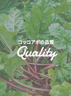 コッコアポの品質　Quality