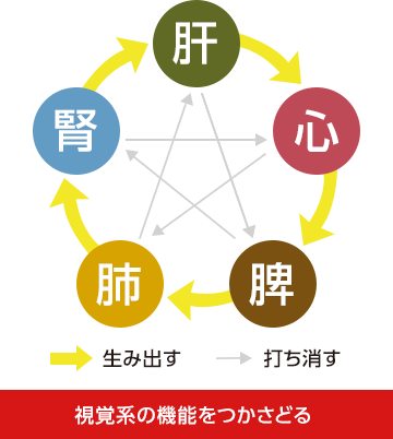 視覚系の機能をつかさどる