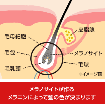 メラノサイトが作るメラニンによって髪の色が決まります