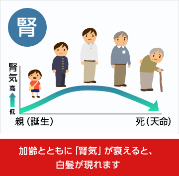加齢とともに「腎気」が衰えると、白髪が現れます