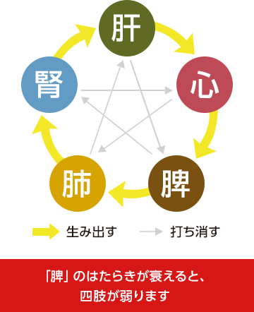 「脾」のはたらきが衰えると、四肢が弱ります