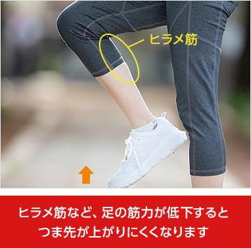 ヒラメ筋など、足の筋力が低下するとつま先が上がりにくくなります