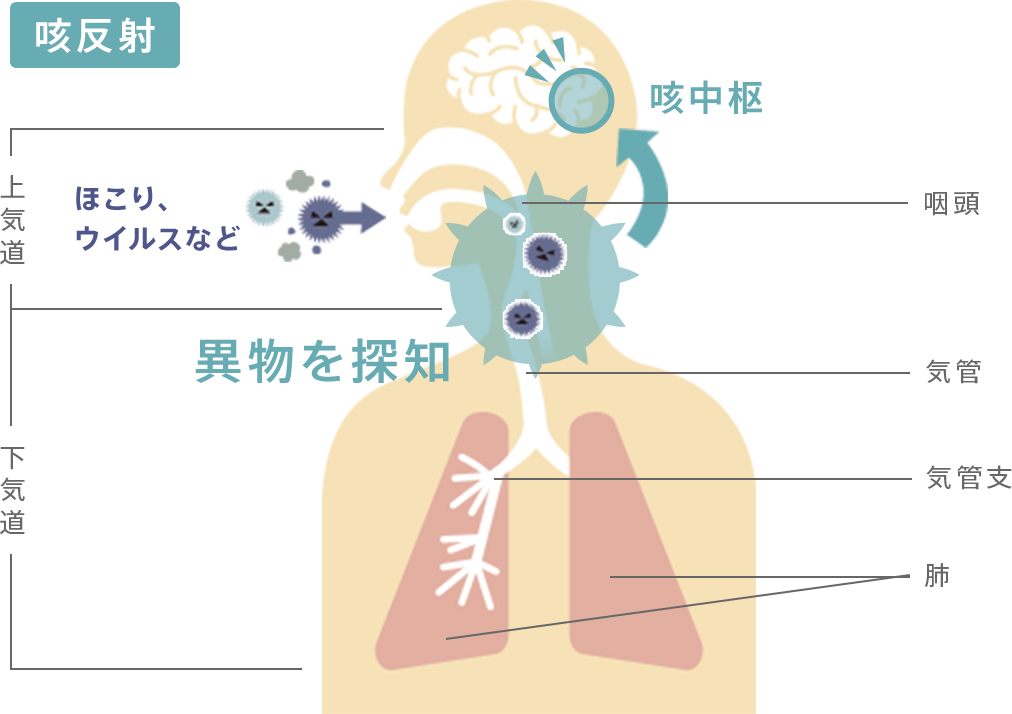 咳が出るメカニズム