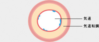気道 気道粘膜