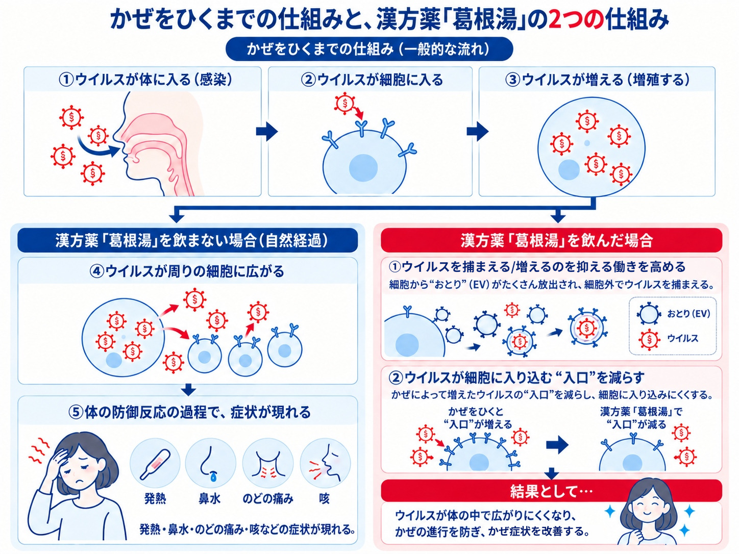 かぜのひきはじめに効く2つの仕組み
