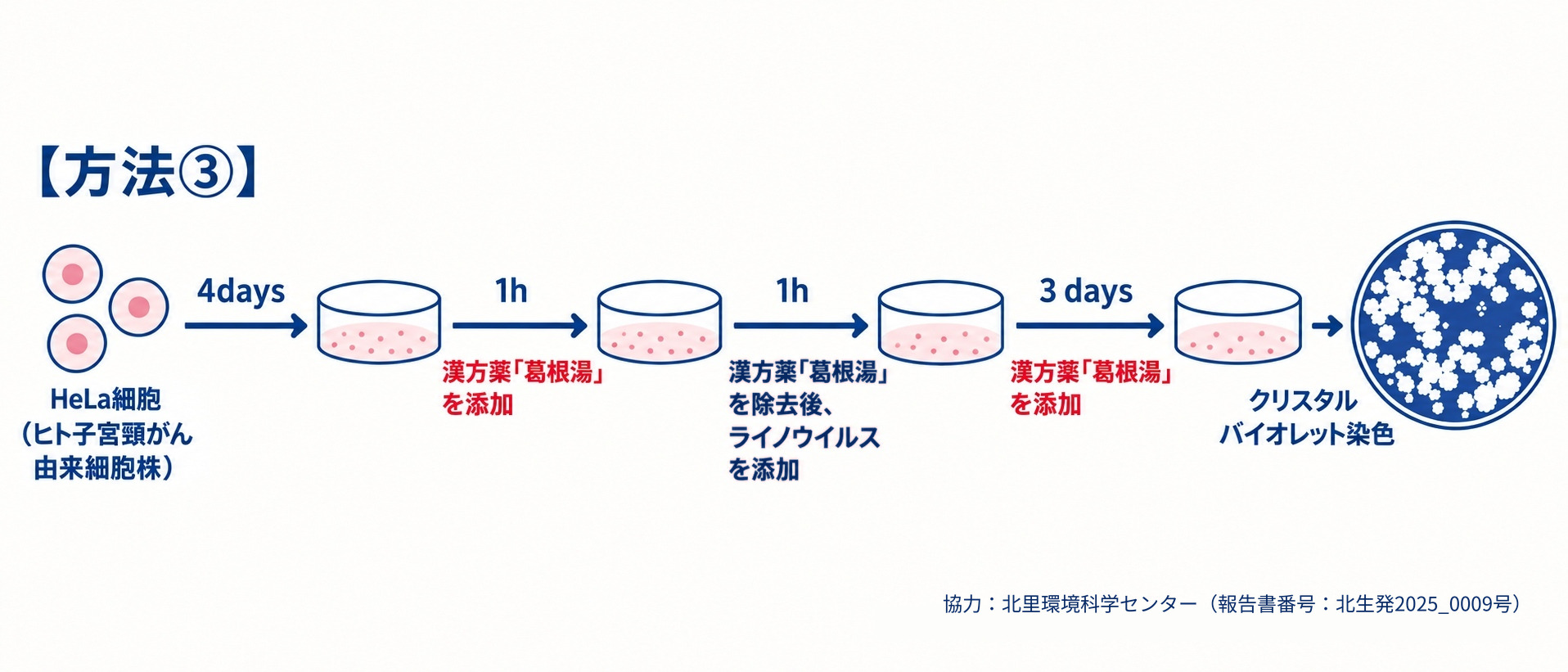 【方法③】HeLa細胞に葛根湯とライノウイルスを加え、染色したプラークの数と面積を調べる実験の流れ図