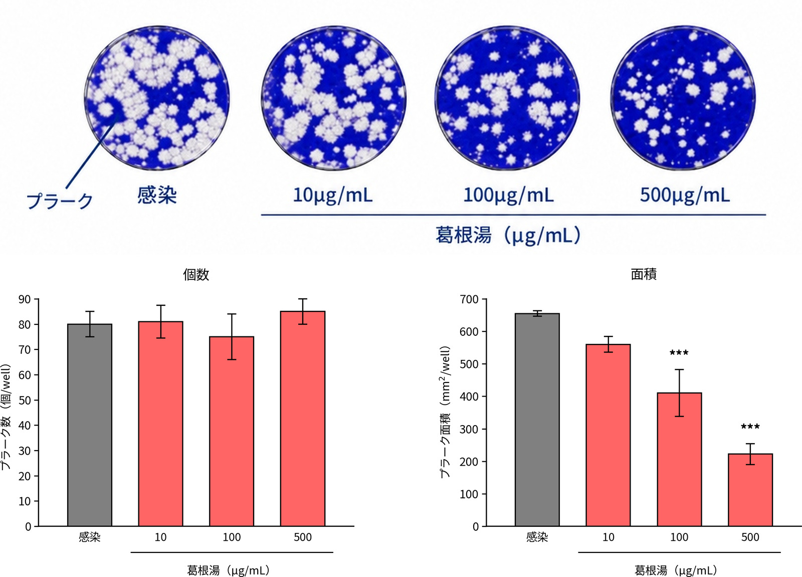 感染のみと葛根湯（10・100・500μg/mL）を加えたときのプラークの写真と、プラークの数とプラークの大きさ（面積）の変化を示したグラフ