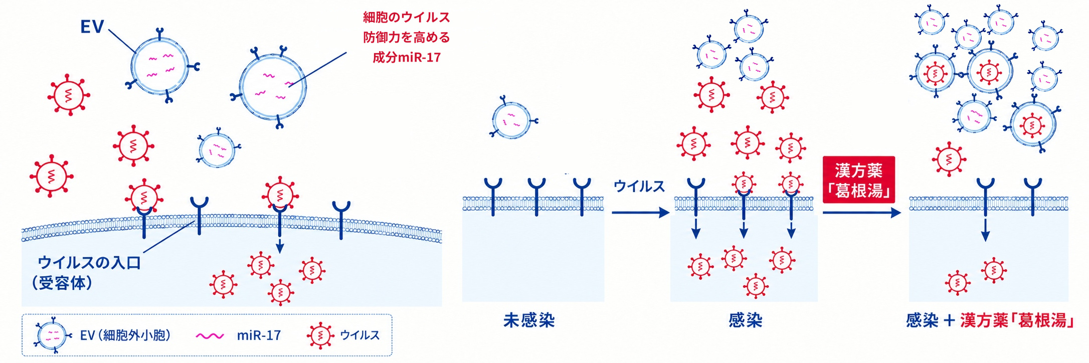 ウイルスに感染した細胞から出る細胞外小胞(EV)がおとりとしてウイルスを捕まえるしくみと、葛根湯でEVが増えることを示した図