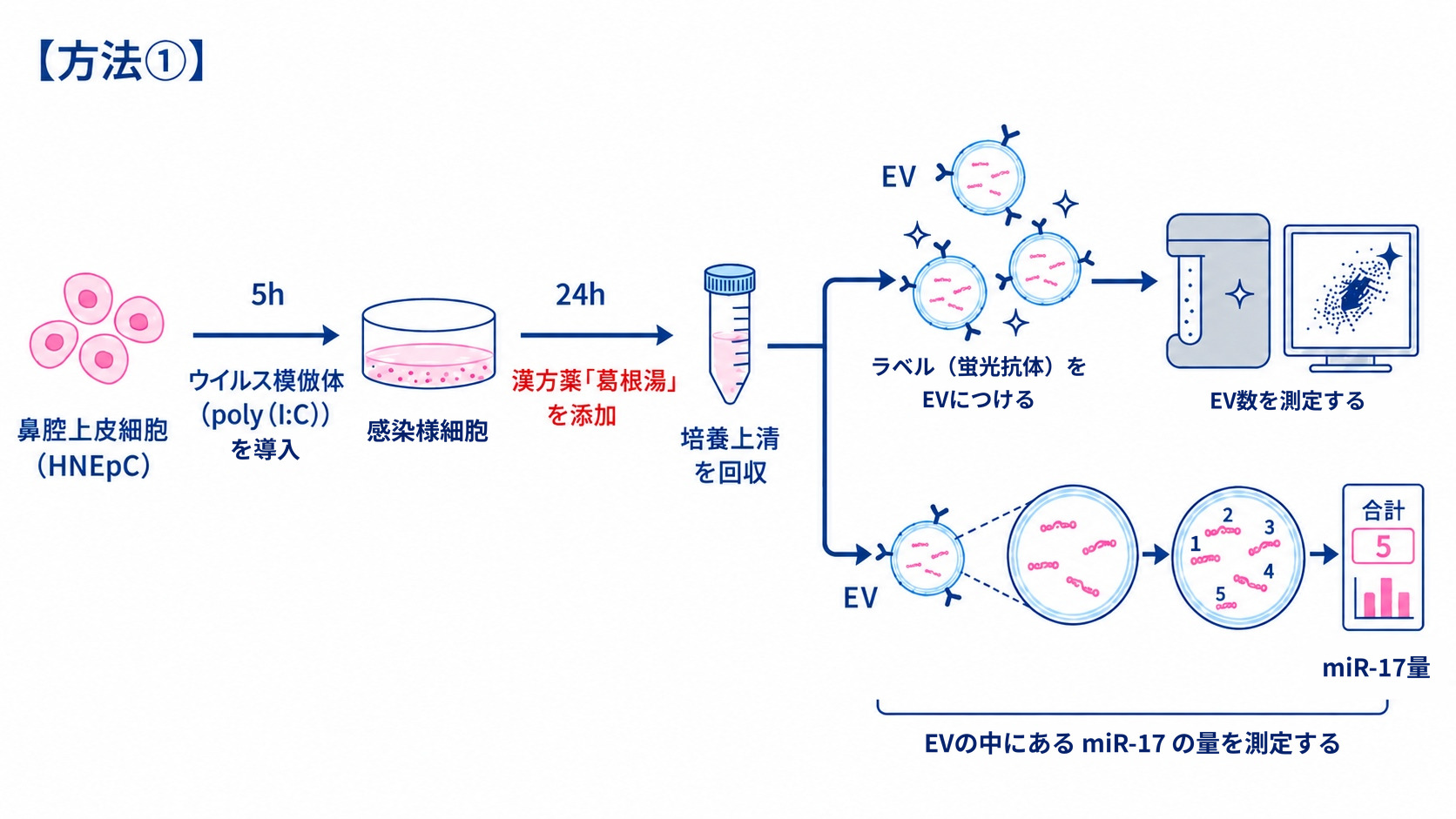 【方法①】ヒト鼻腔上皮細胞にウイルス模倣体と葛根湯を加え、回収した細胞外小胞(EV)の数とmiR-17を調べる実験の流れ図