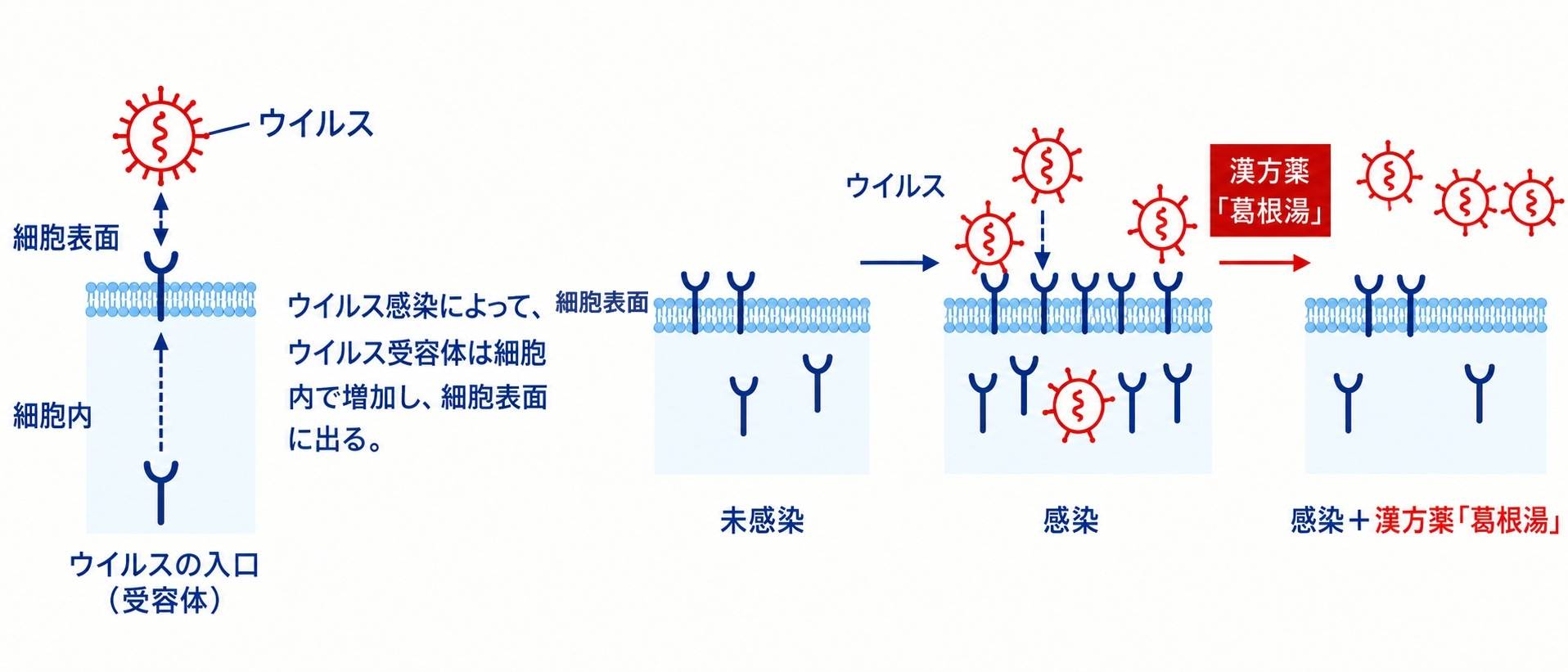 ウイルスが細胞表面の受容体(入口)から細胞内に入り込むしくみと、葛根湯で受容体が減ることを示した図