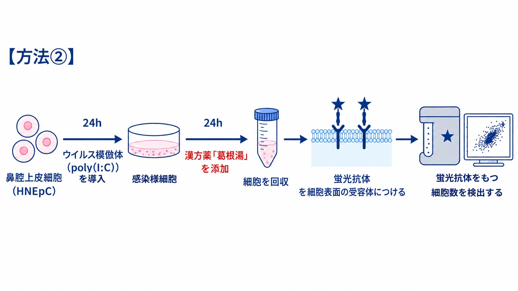 【方法②】ヒト鼻腔上皮細胞にウイルス模倣体と葛根湯を加え、蛍光抗体で細胞表面のウイルス受容体を検出する実験の流れ図