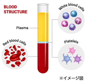 血液の成分イラスト※イメージ図